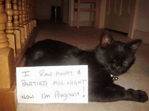 funny-pictures-1088