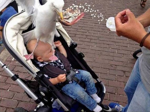 funny-pictures-1088