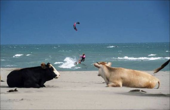funny-pictures-1088