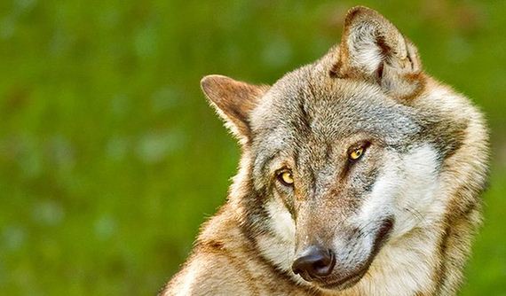 funny-pictures-1088