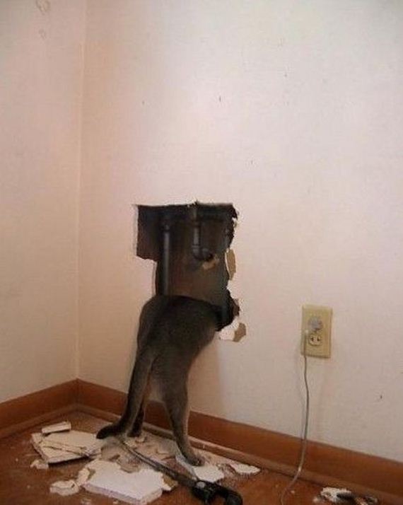 funny-pictures-1088