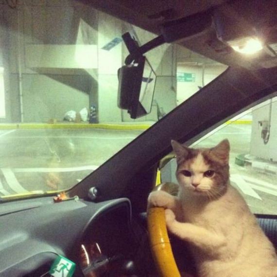 funny-pictures-1088