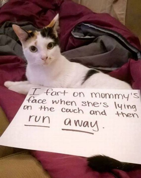 funny-pictures-1088
