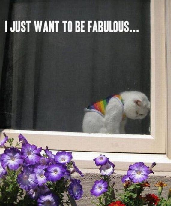 funny-pictures-1088