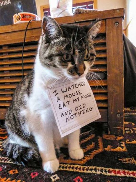 funny-pictures-1088