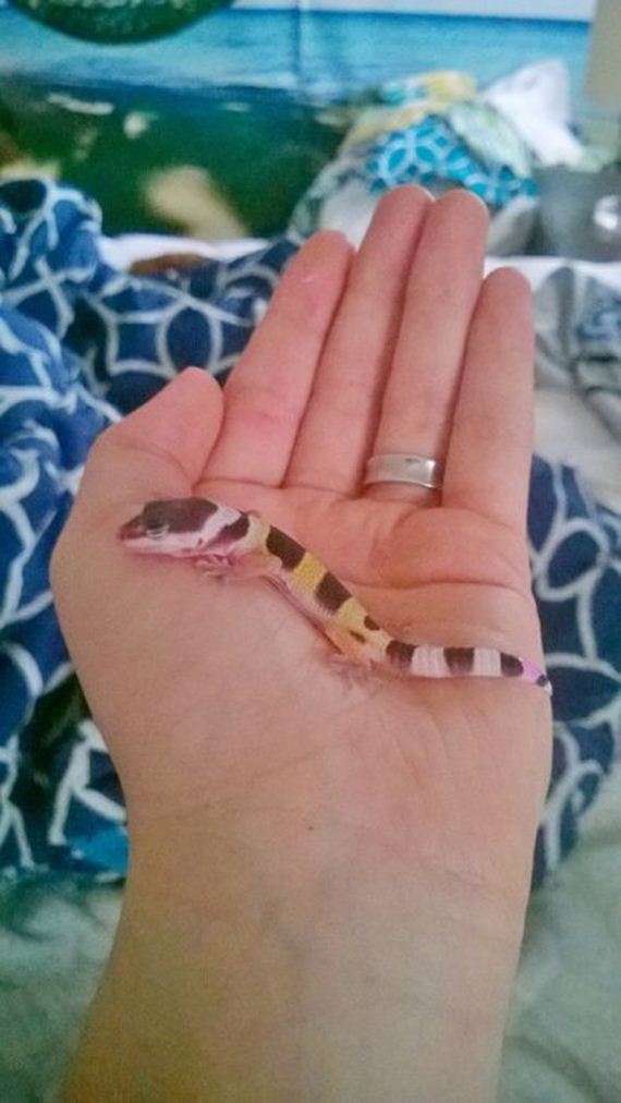 gecko_pregnancy
