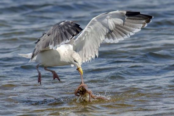 gull_and_octopus