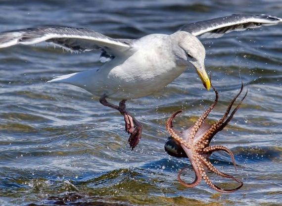 gull_and_octopus