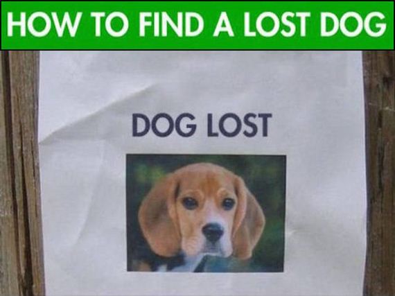 lost_dog