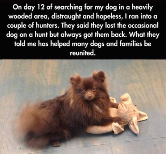 lost_dog