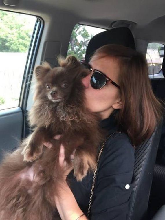 lost_dog