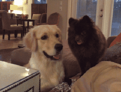 lost_dog
