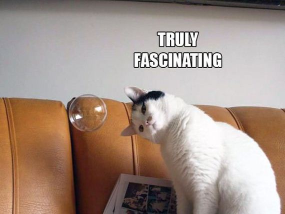 the-greatest-cat-scientists
