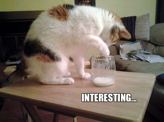 the-greatest-cat-scientists