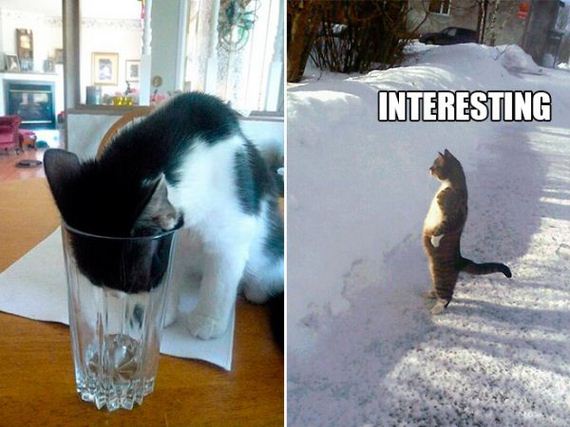 the-greatest-cat-scientists