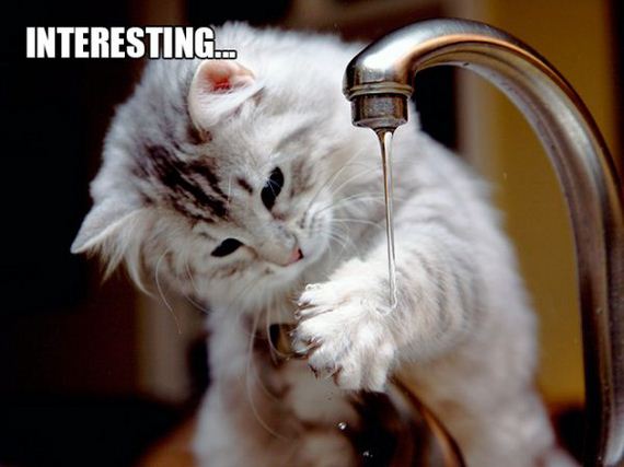 the-greatest-cat-scientists