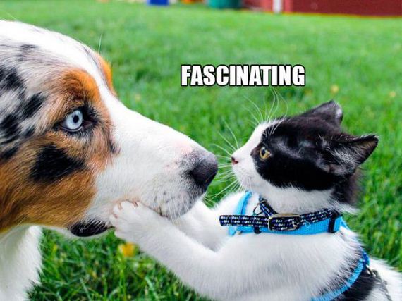the-greatest-cat-scientists
