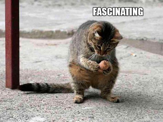 the-greatest-cat-scientists