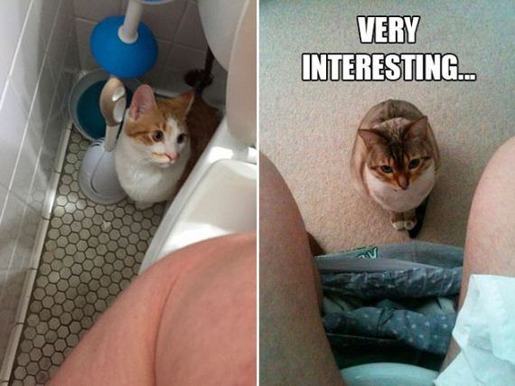 the-greatest-cat-scientists