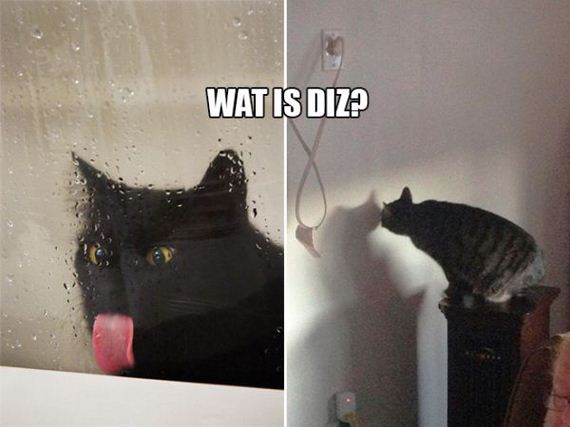 the-greatest-cat-scientists