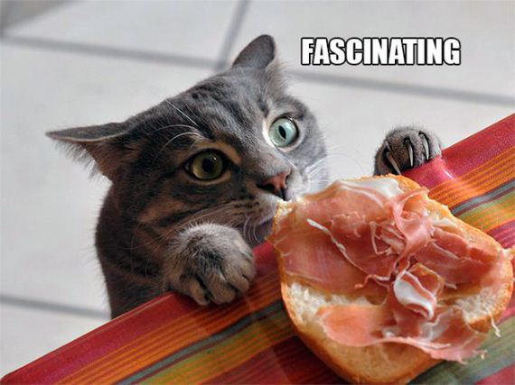 the-greatest-cat-scientists