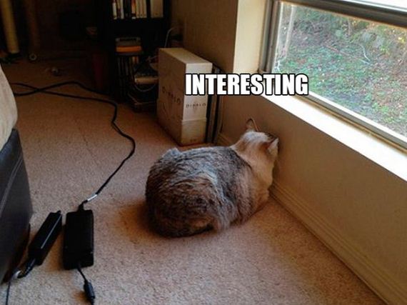 the-greatest-cat-scientists