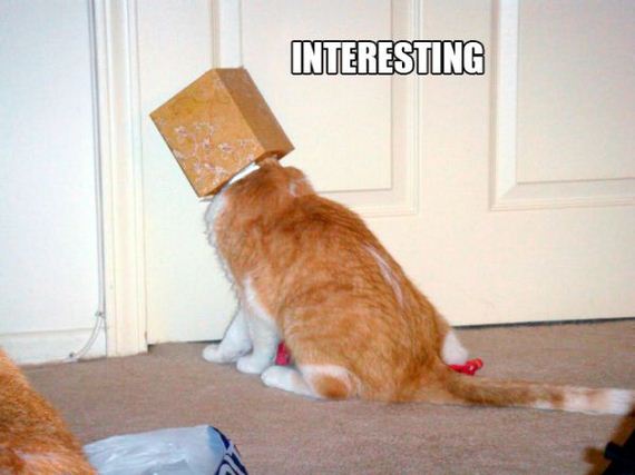 the-greatest-cat-scientists