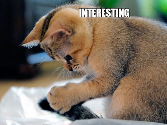 the-greatest-cat-scientists