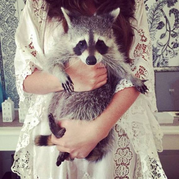 the_baby_raccoon