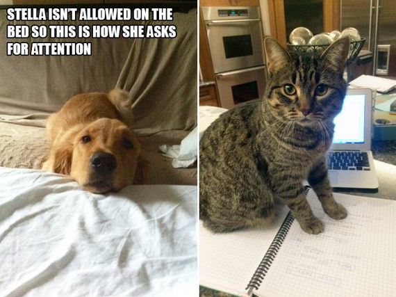 Center-Attentions