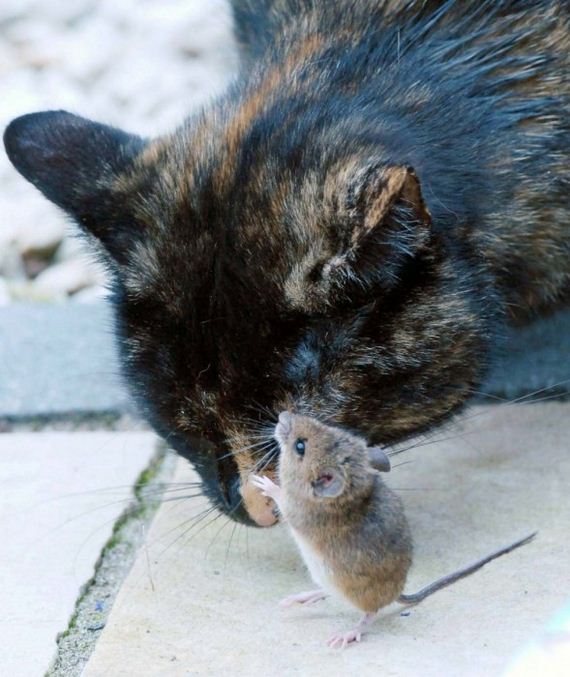 cat_and_mouse
