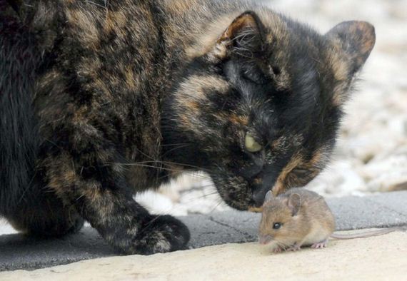 cat_and_mouse
