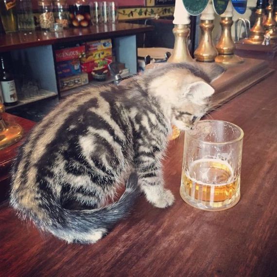 cat_pub