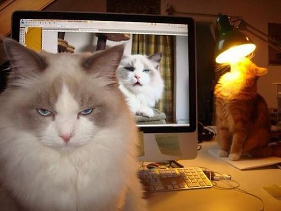 caturday