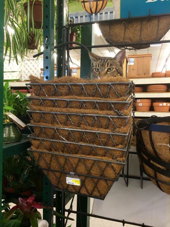 caturday