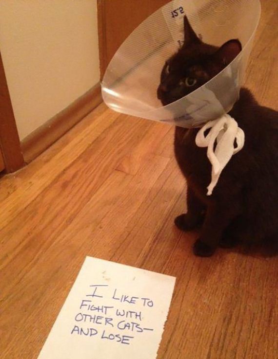 caturday
