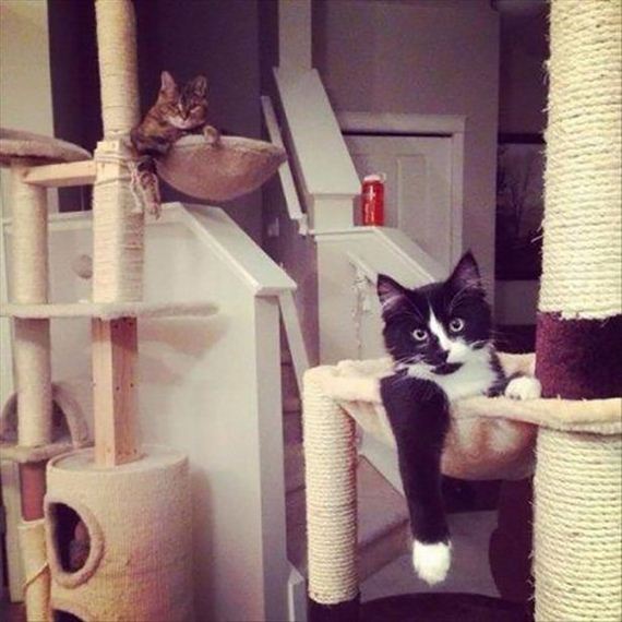 caturday