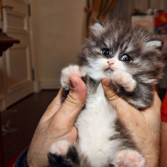 caturday