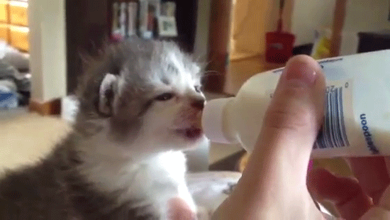 caturday
