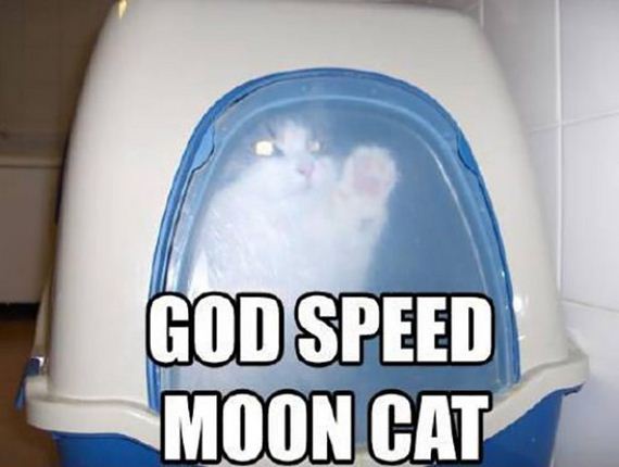 caturday