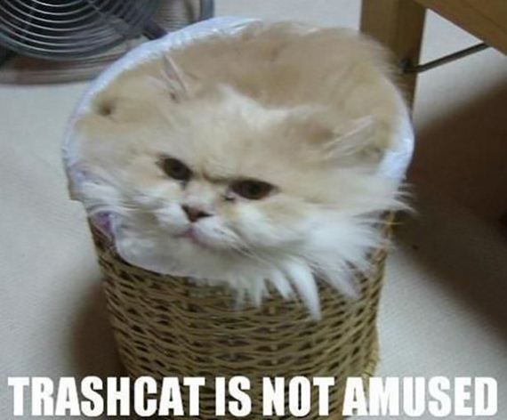 caturday