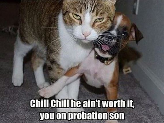 caturday