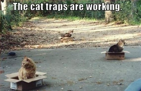 caturday