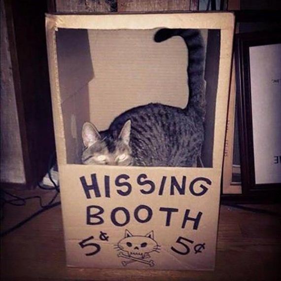 caturday