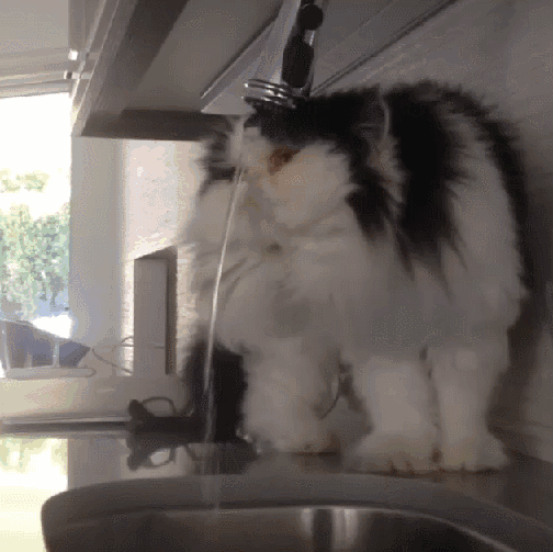 caturday