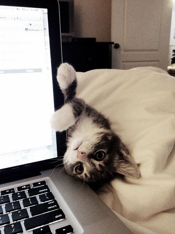 caturday