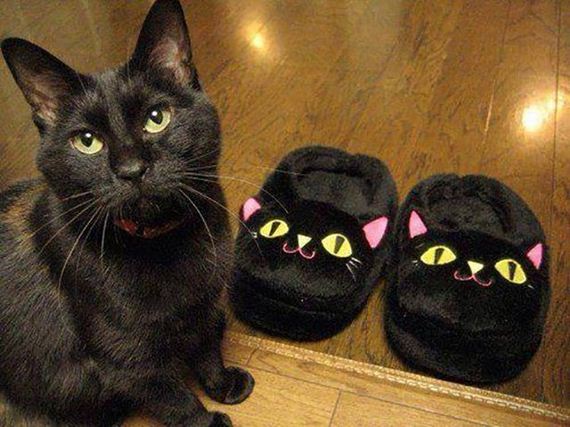 caturday