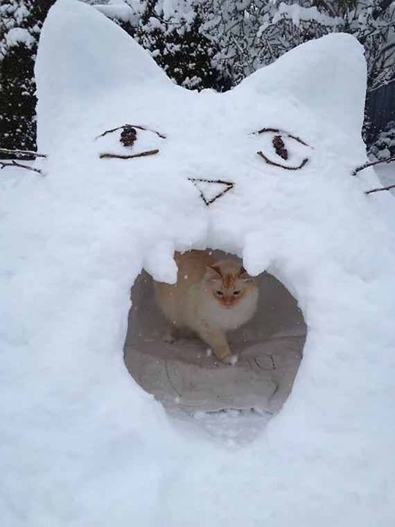 caturday