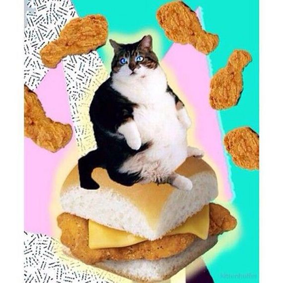 caturday