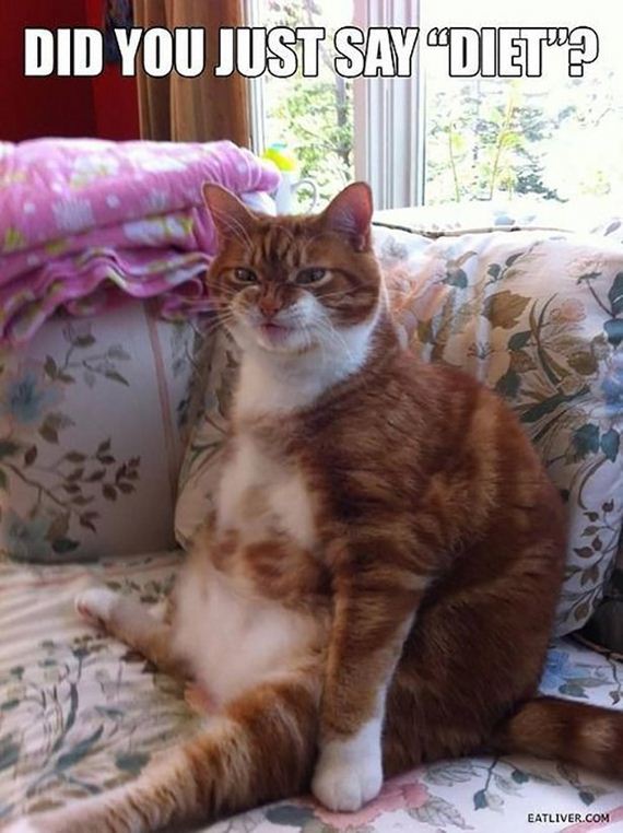 caturday